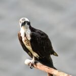 An osprey sitting on a perch in Mashpee.