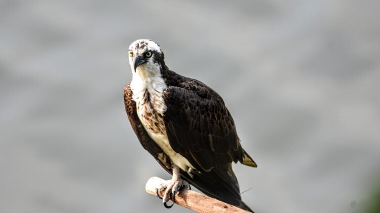 An osprey sitting on a perch in Mashpee.