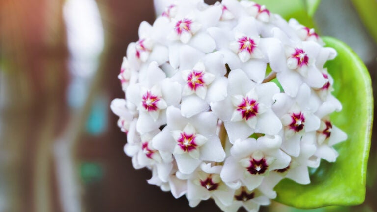 White Hoya carnosa flowers bouquet star red pollen shape flower.Colorful plant summer season. Wax plant or Wax flowers or Porcelain flower.
