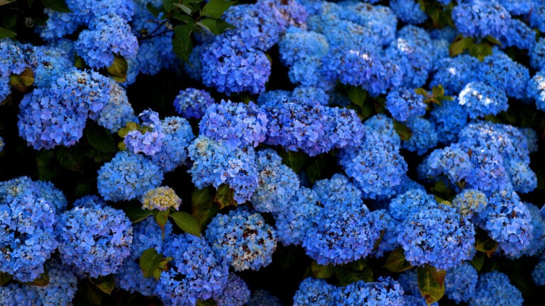 Hydrangeas in Chatham. It's been a banner year for hydrangeas around Massachusetts.