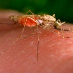 A mosquito on a person's finger.