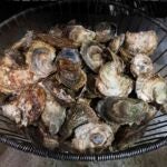 Oysters